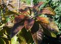 green sapote